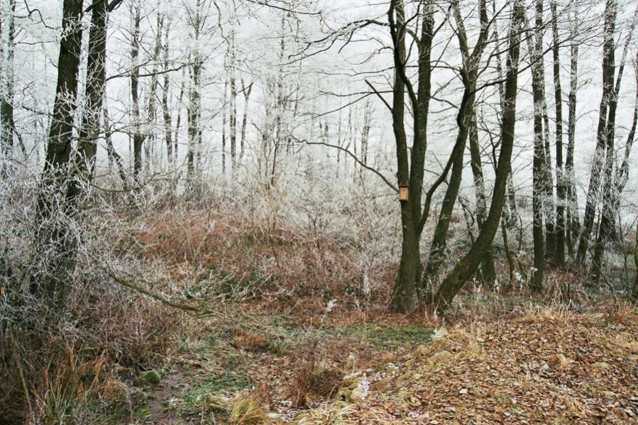 Winter 2007