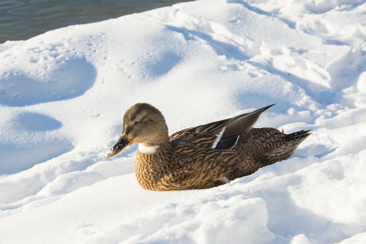 Winter-2021-96m.jpg