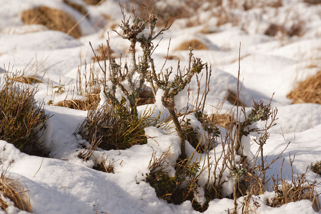 Winter 3194