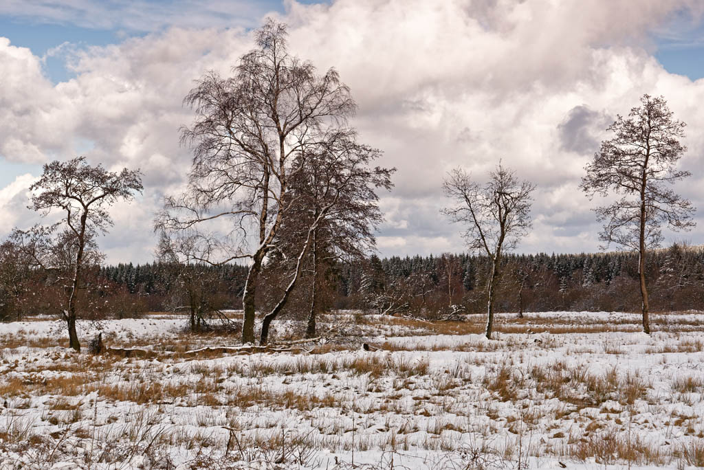 Winter im Venn