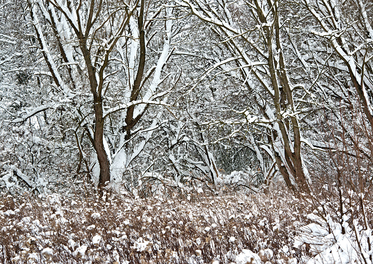 Winter.jpg