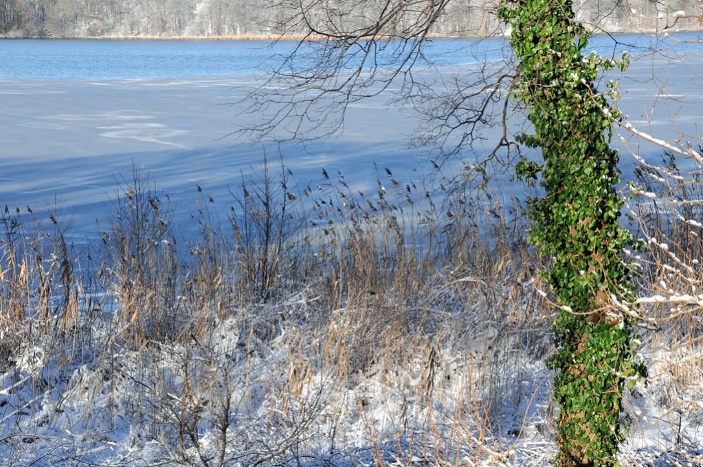 Winter -Pfaueninsel