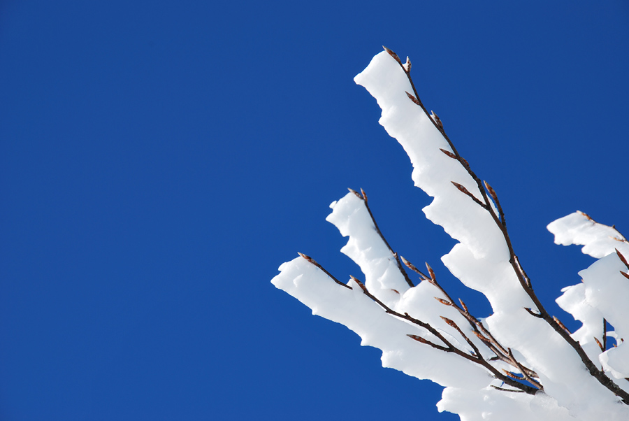 Winter Schnee Zweig