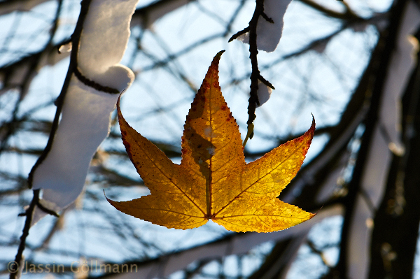 winter001