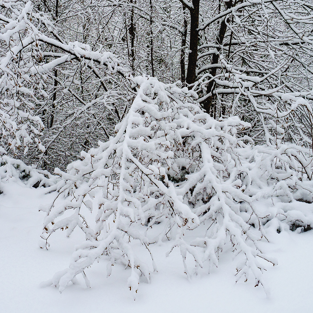 Winter2.jpg