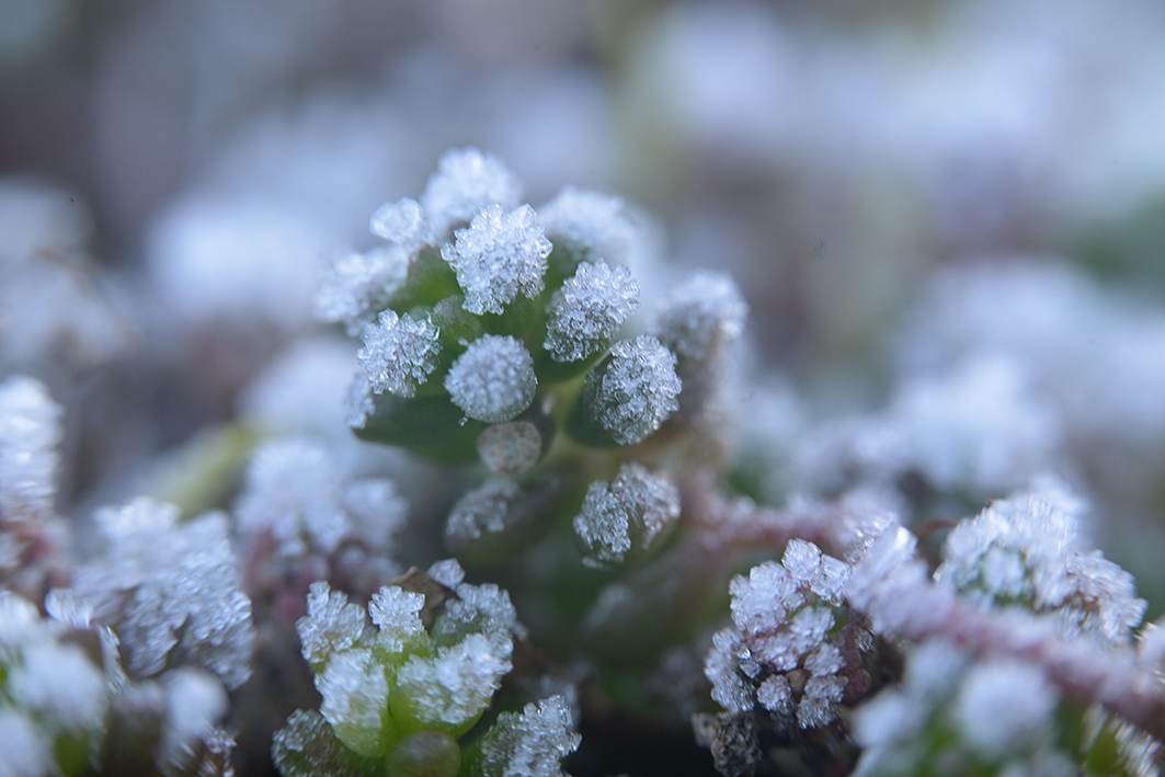 Winter2025_Z810447_12x18x150.jpg