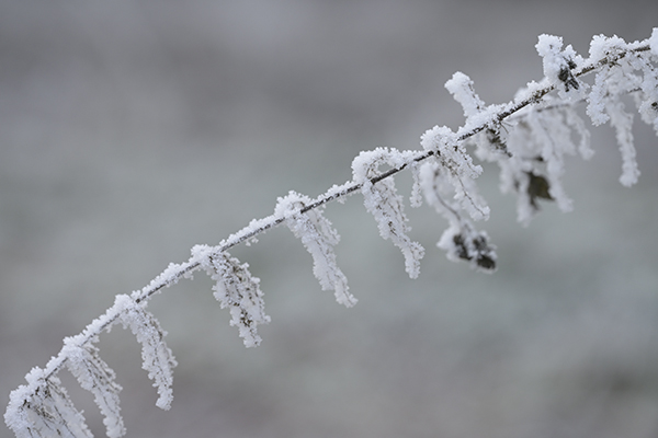 Winter_Zf_DSC0384_1200x800x150.jpg
