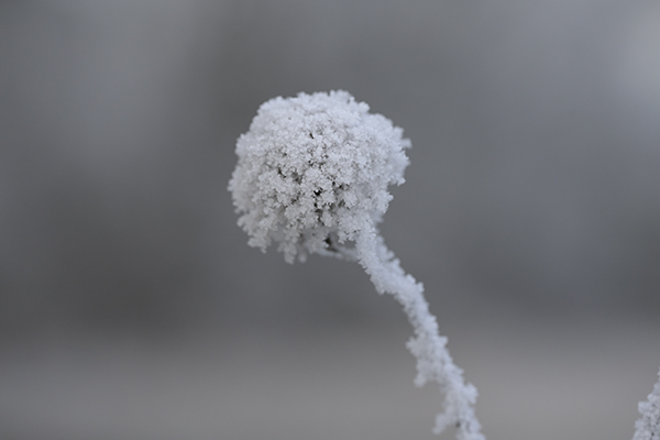Winter_Zf_DSC0386_1200x800x150.jpg