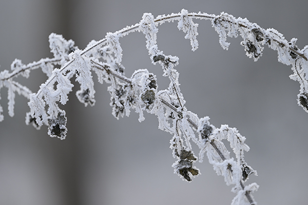 Winter_Zf_DSC0402_1200x800x150.jpg