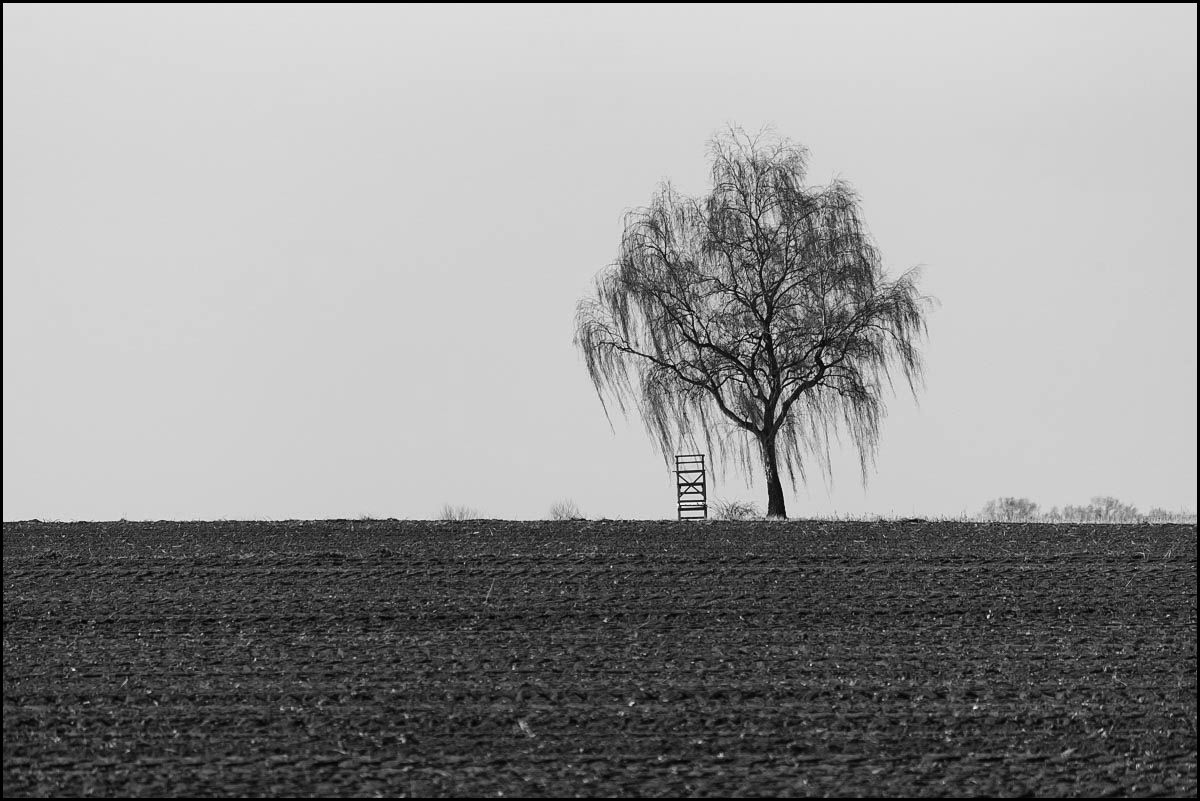 Winterbirke (1 von 1).JPG