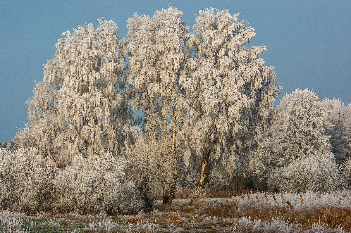 Winterbirken 2007 (1 von 1).JPG