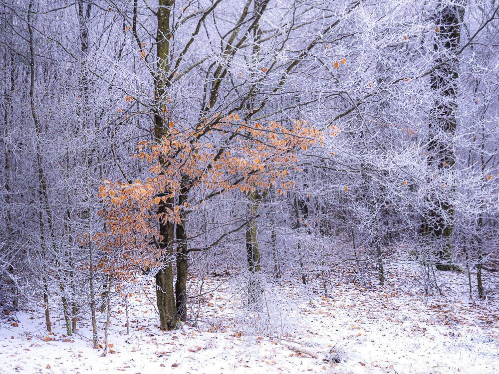 Winterbuche