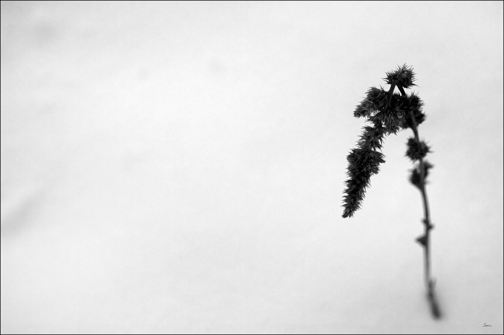 WinterDSC 0069