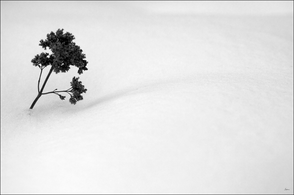 WinterDSC 0074