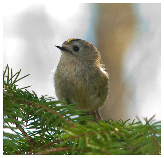 wintergoldhähnchen