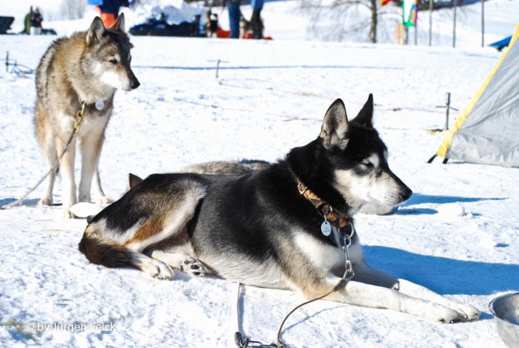Winterhunde 1