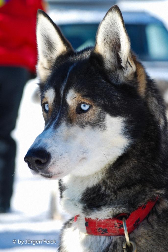 Winterhunde 2