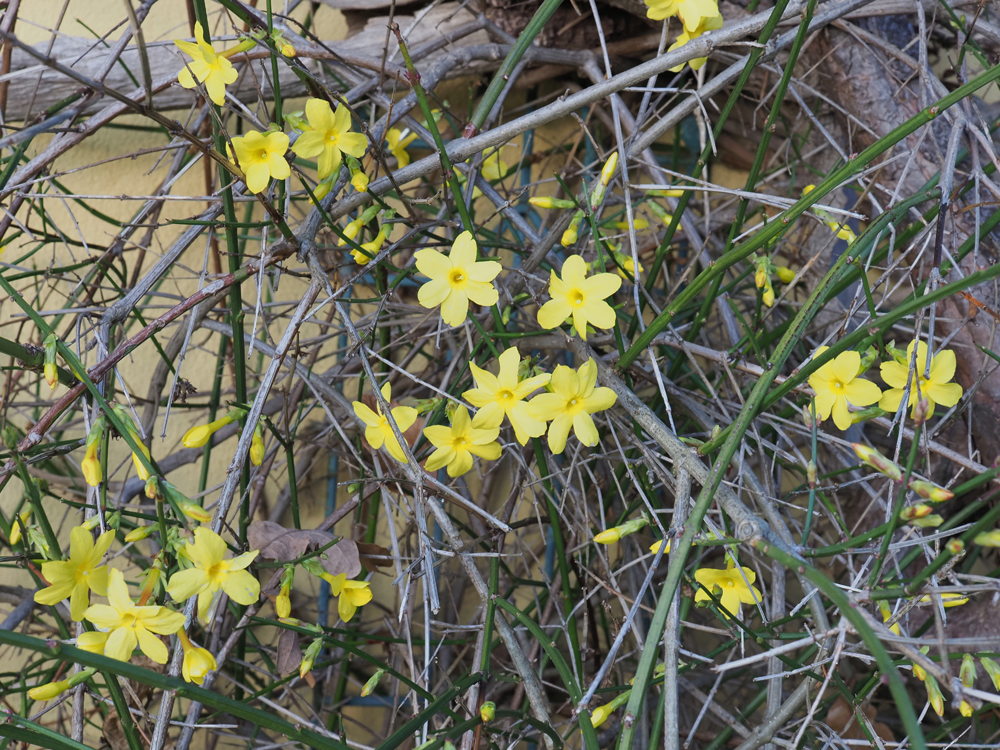 Winterjasmin 1.jpg