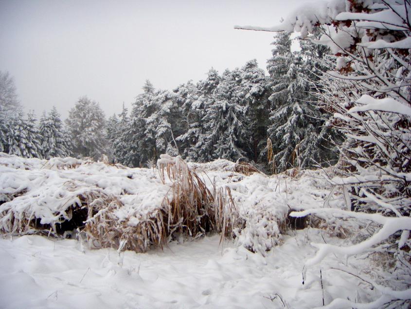 Winterlandschaft