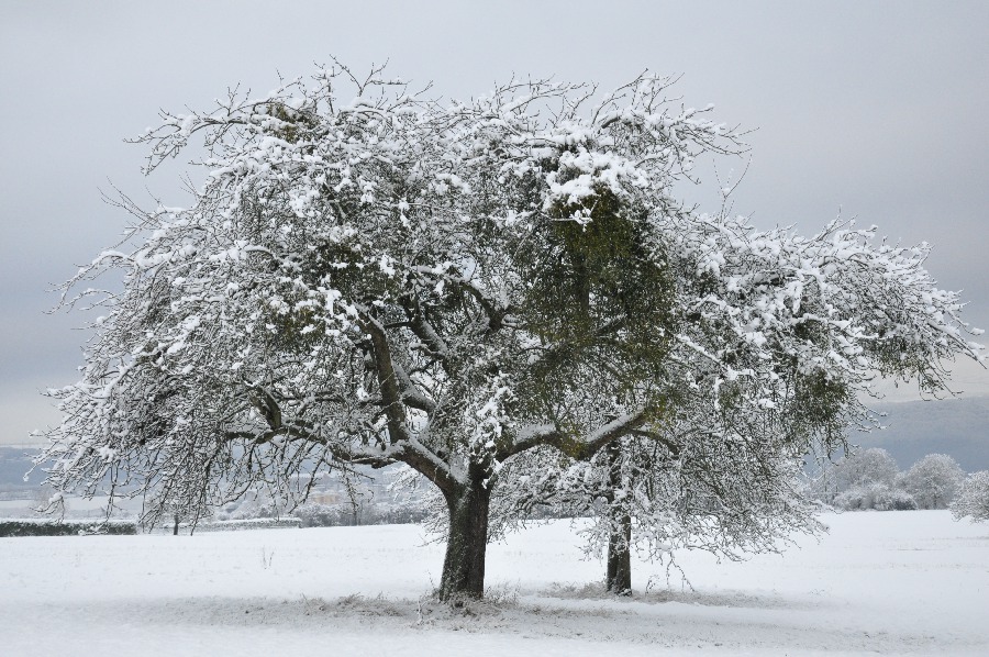 Winterliche Bäume