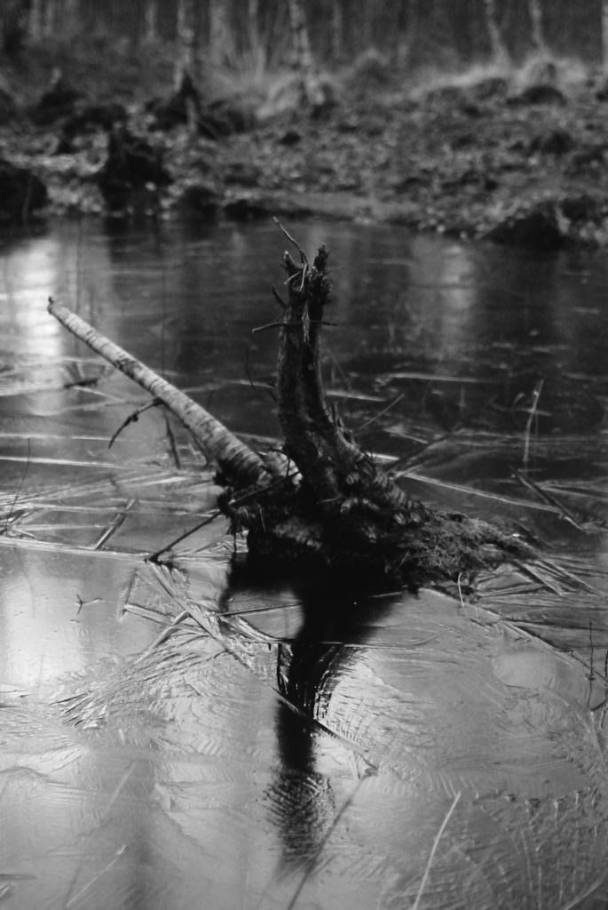 Winterlicher See