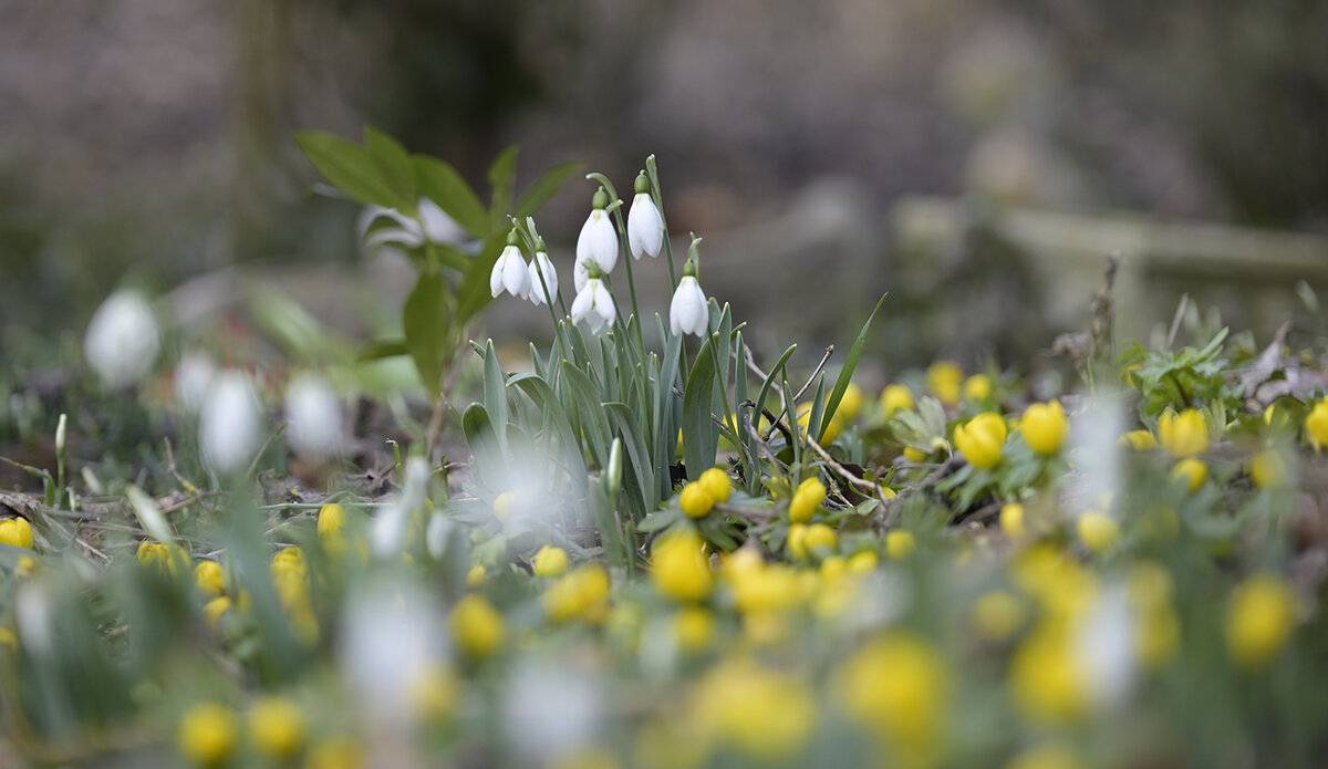 Winterling_Schneeglöckchen_ZF11357_24x14.jpg
