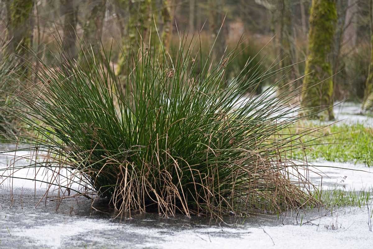 Wintermoor 1.jpg