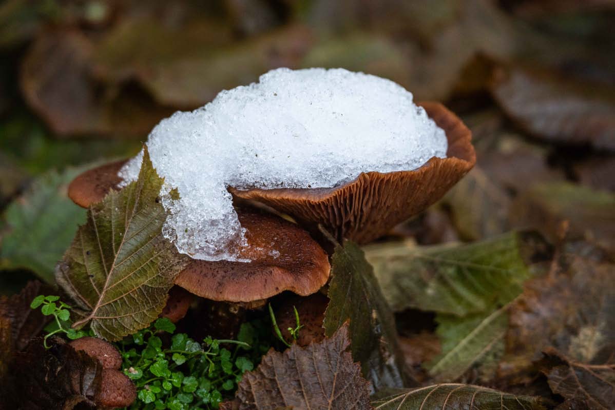 Winterpilz Hallimasch.jpg