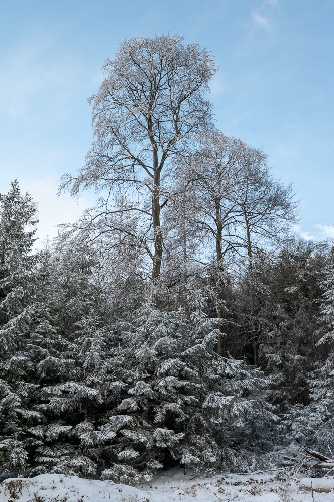 Winterstimmung im Rheingaugebirge