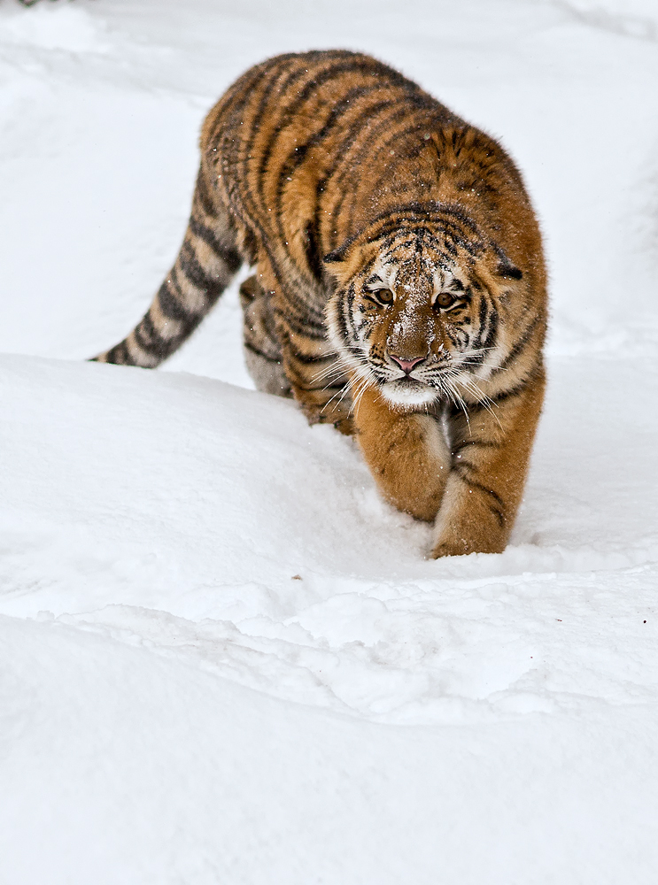 Wintertiger