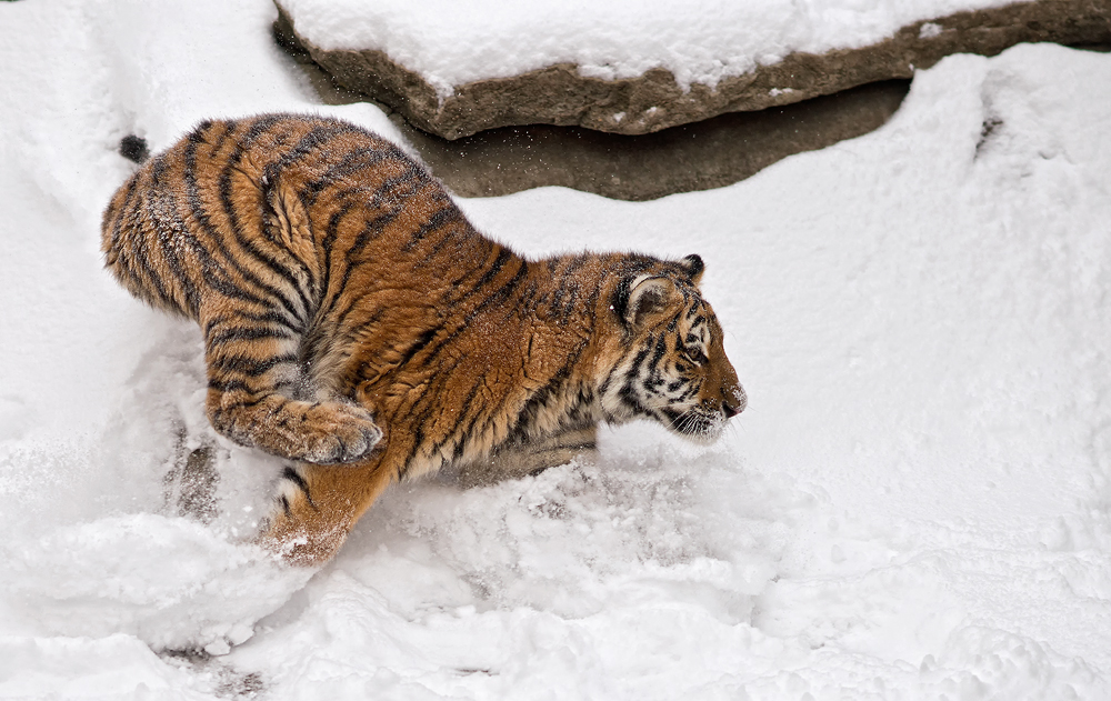 Wintertiger