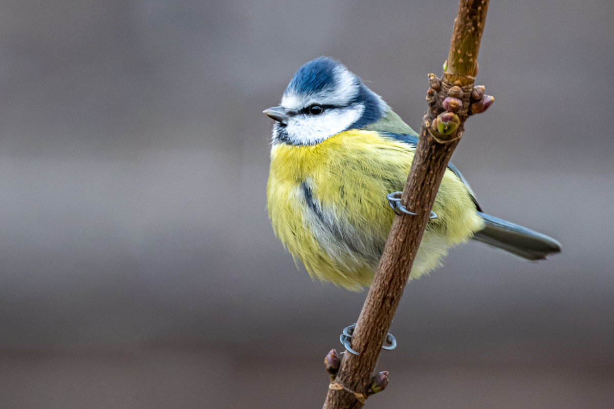 Wintervögel-1160.jpg