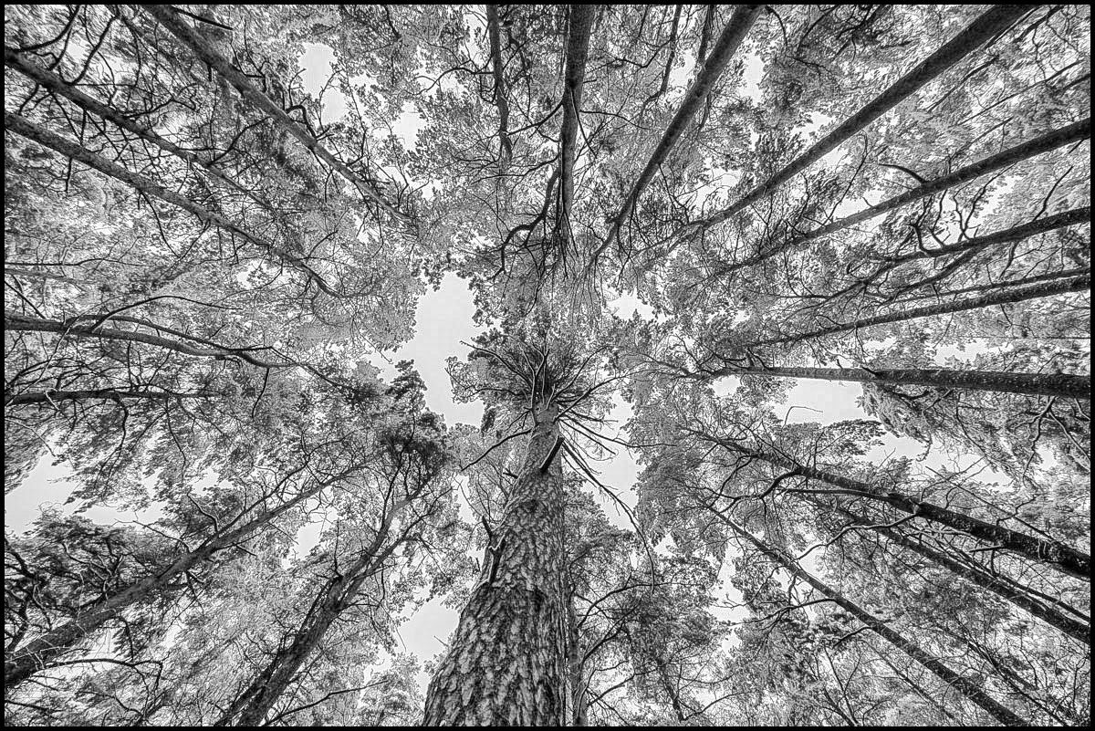 Winterwald BW (1 von 1).JPG