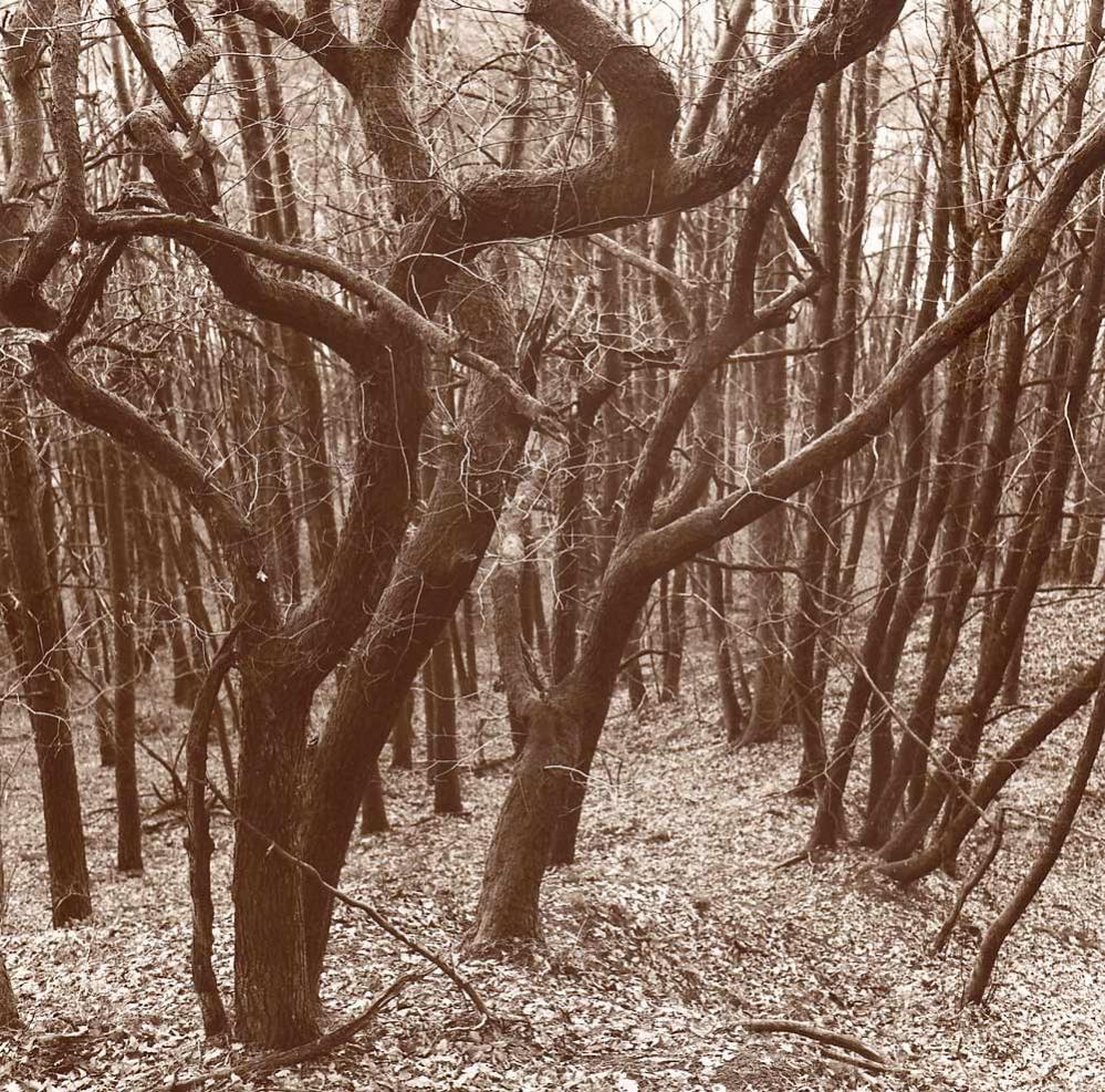 Winterwald sepia