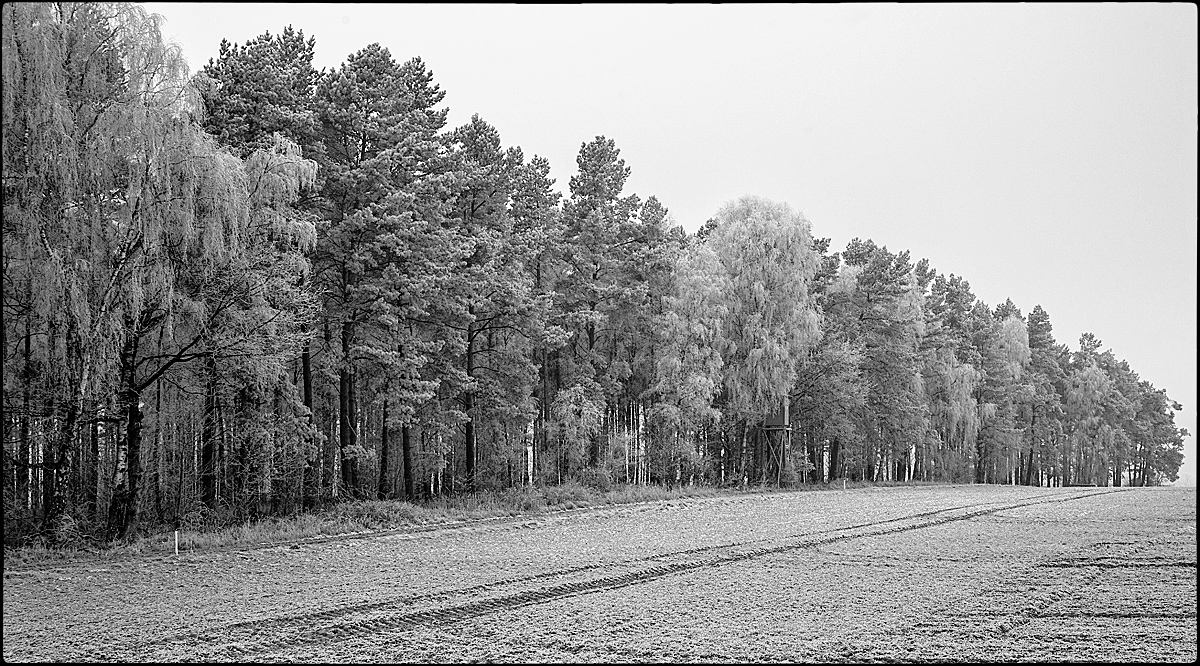 Winterwaldrand 2