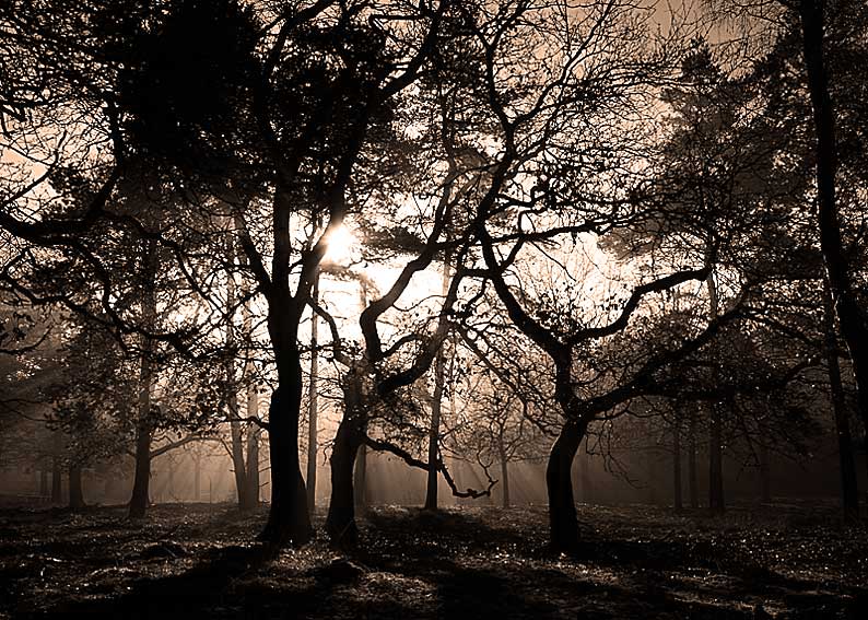 Winterwaldsepia