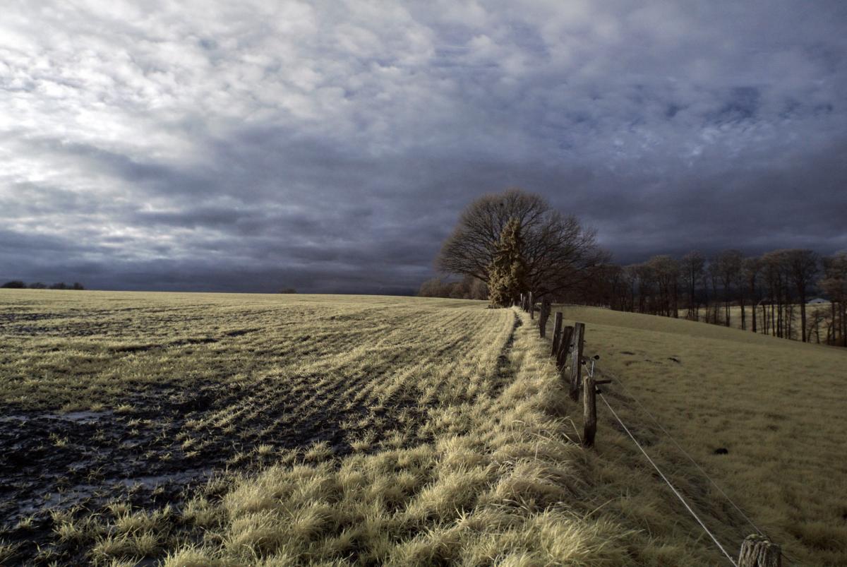 Winterweide