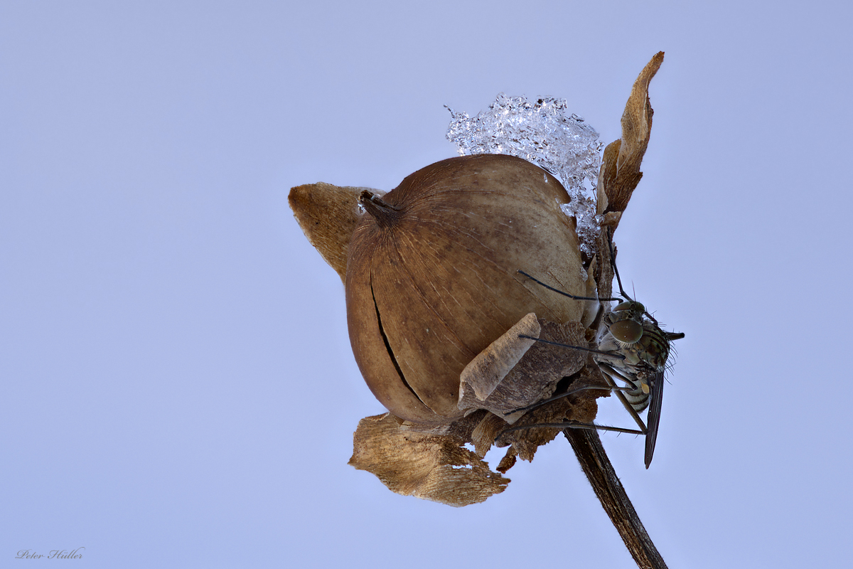 Wir hatten Sonnenschein -4° und Windstille, wer glaubt, das sind die besten Voraussetzungen,
um ein Stack mit einer Fliege zu machen, der hat sich gei