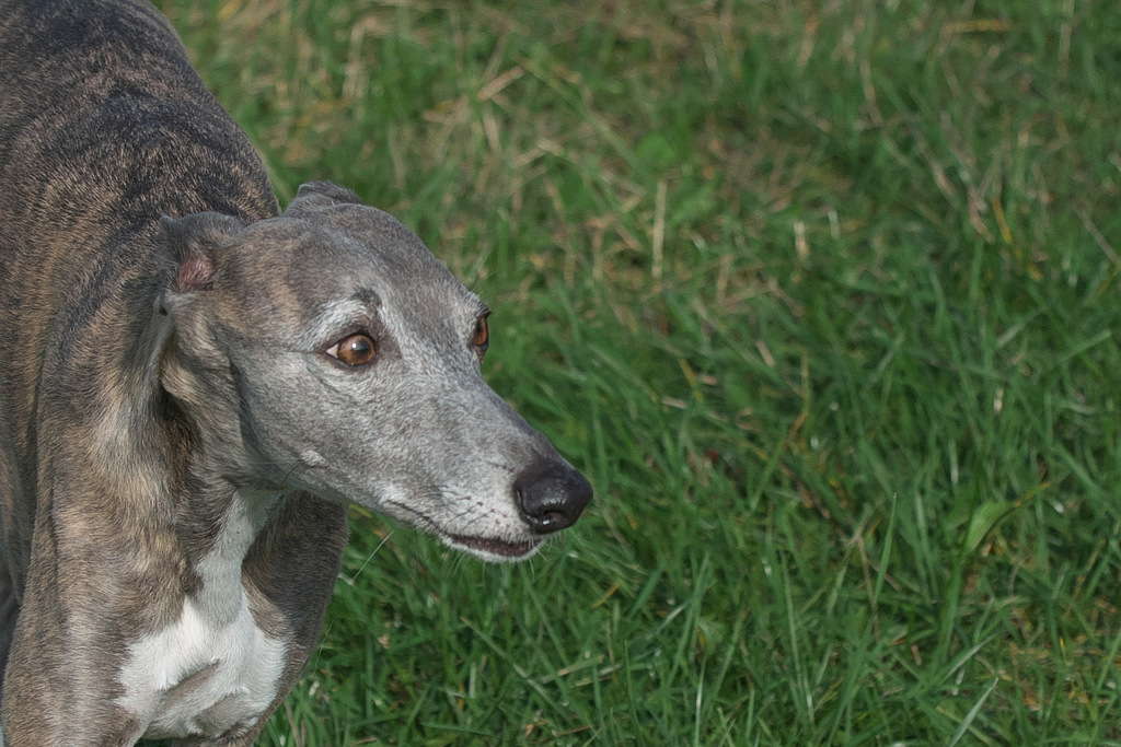 Wir Whippets sind ja eher vorsichtig - Ajou