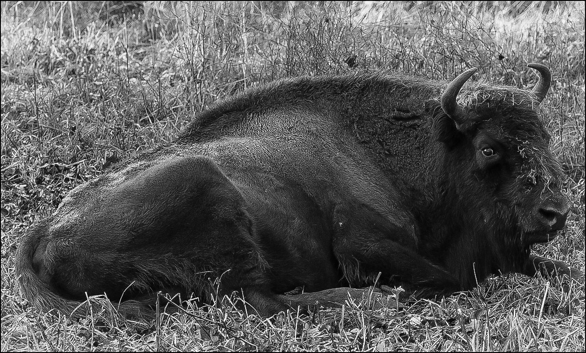 Wisent 2.jpg