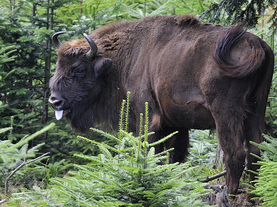 wisent