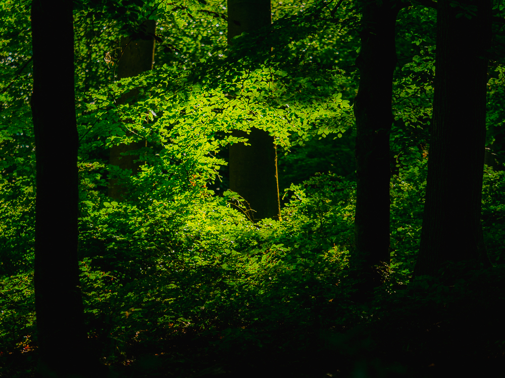 Wispertaunuswald