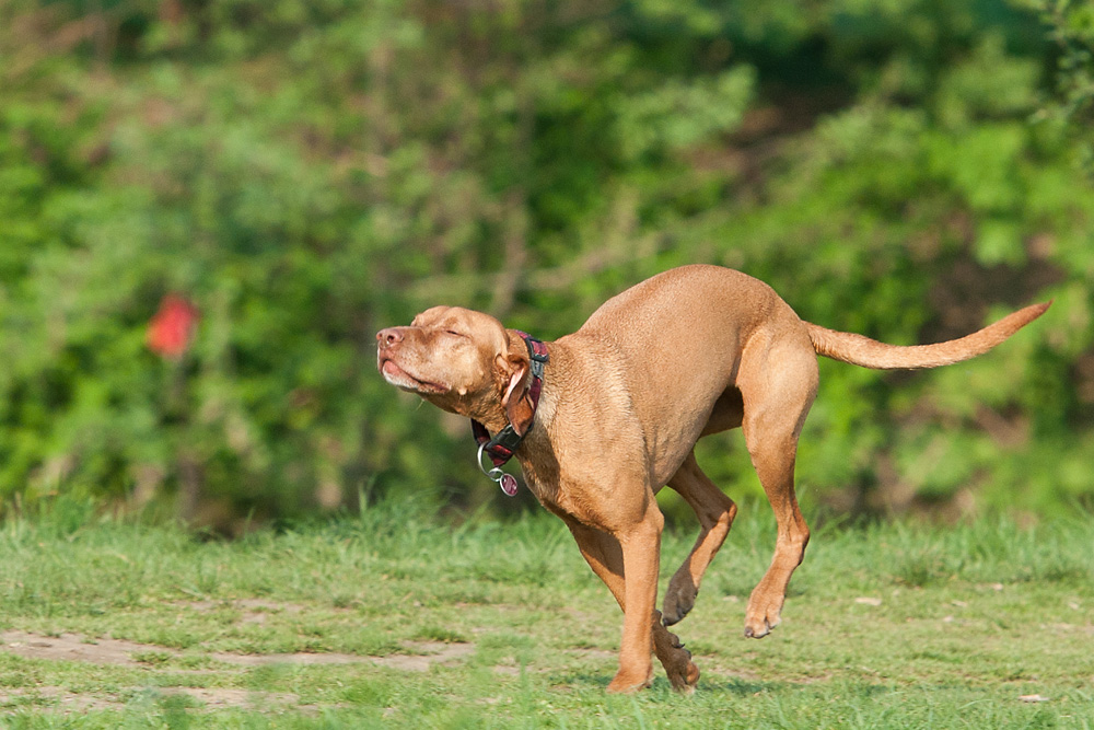 Wittener Hundewiese mit geschlossenen Augen