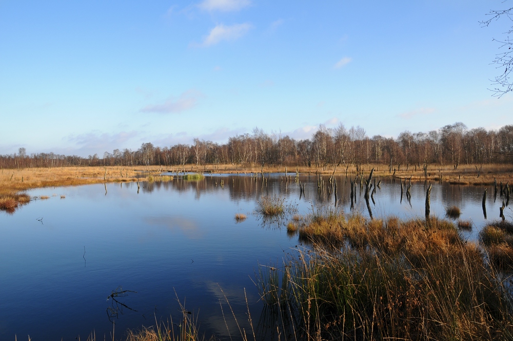 Wittmoor 2012