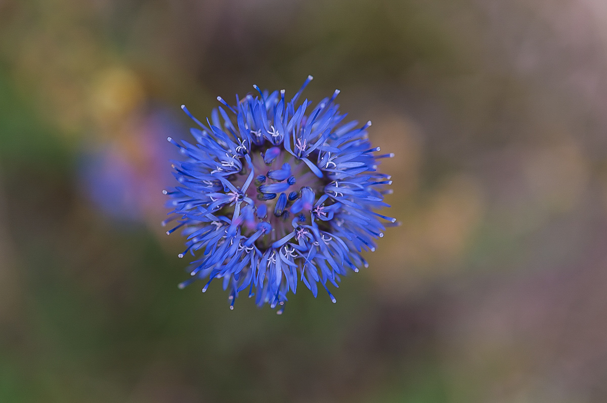 Witwenblume (1 von 1).JPG