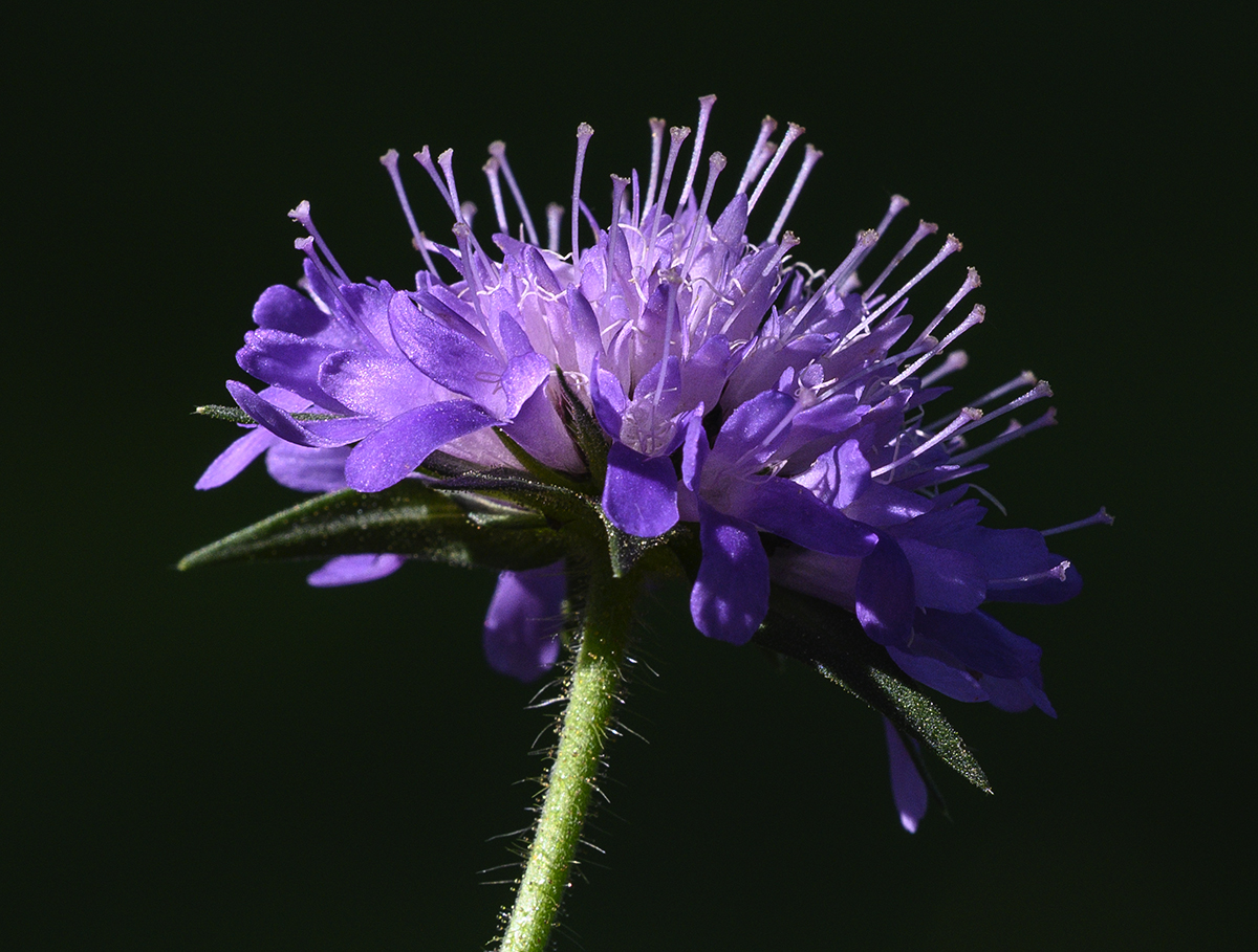 Witwenblume.jpg