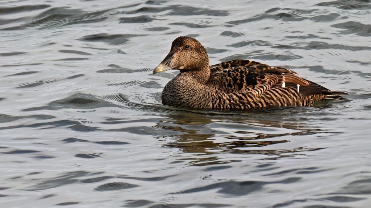 WK1_2222-D_NF.JPG