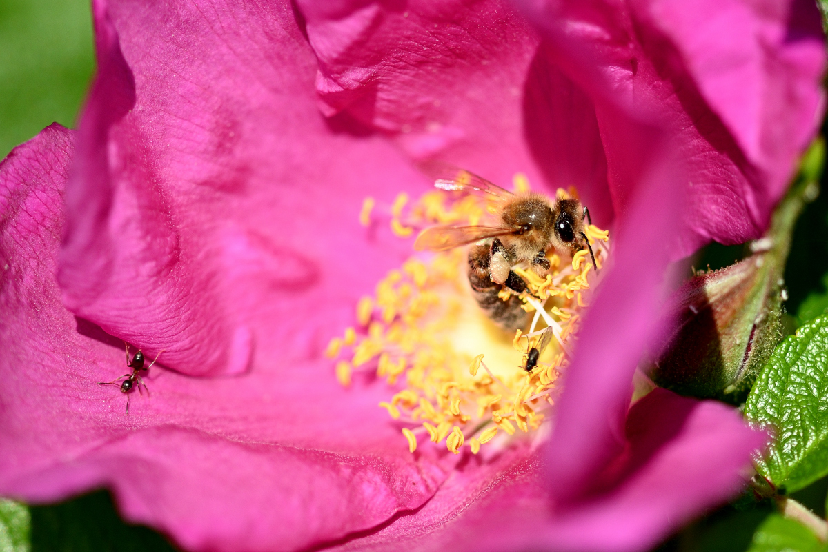 WK_DSC_5532_Forum.jpg