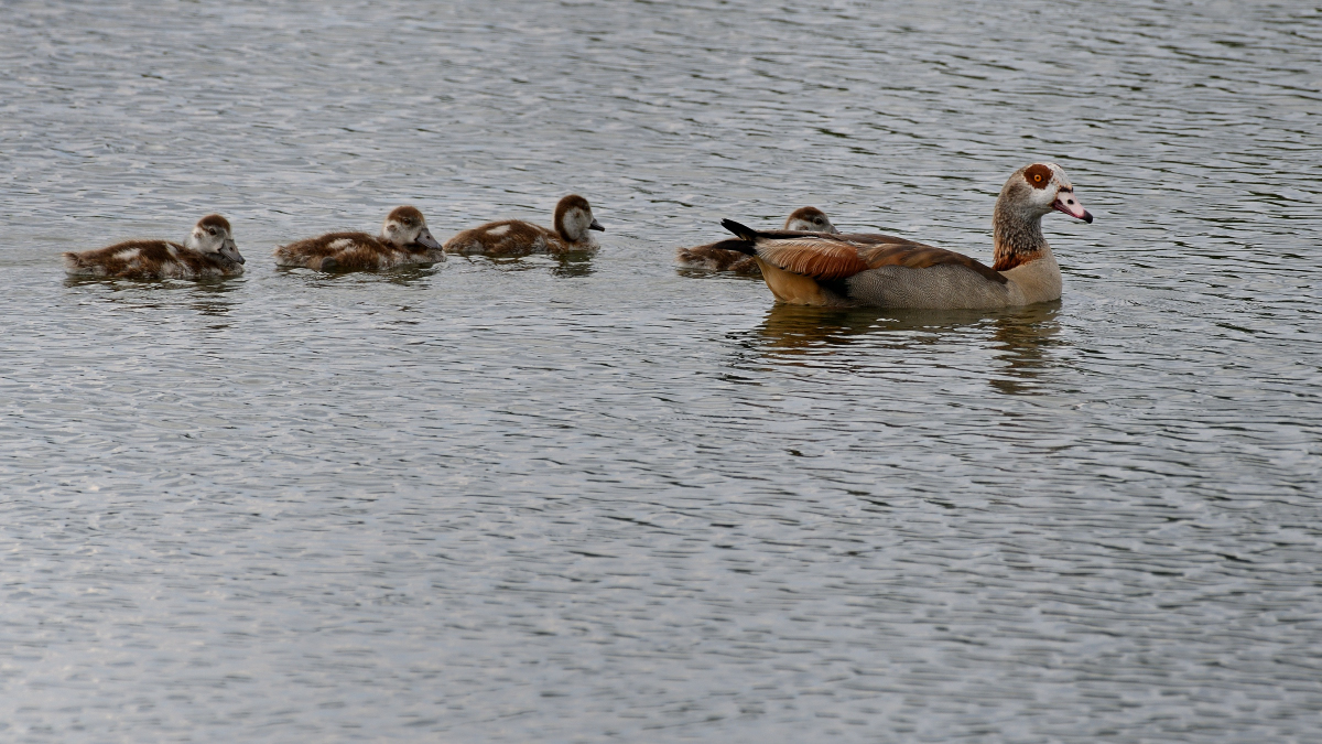 WKO_1497_NF_Nilgans-Fam.jpg