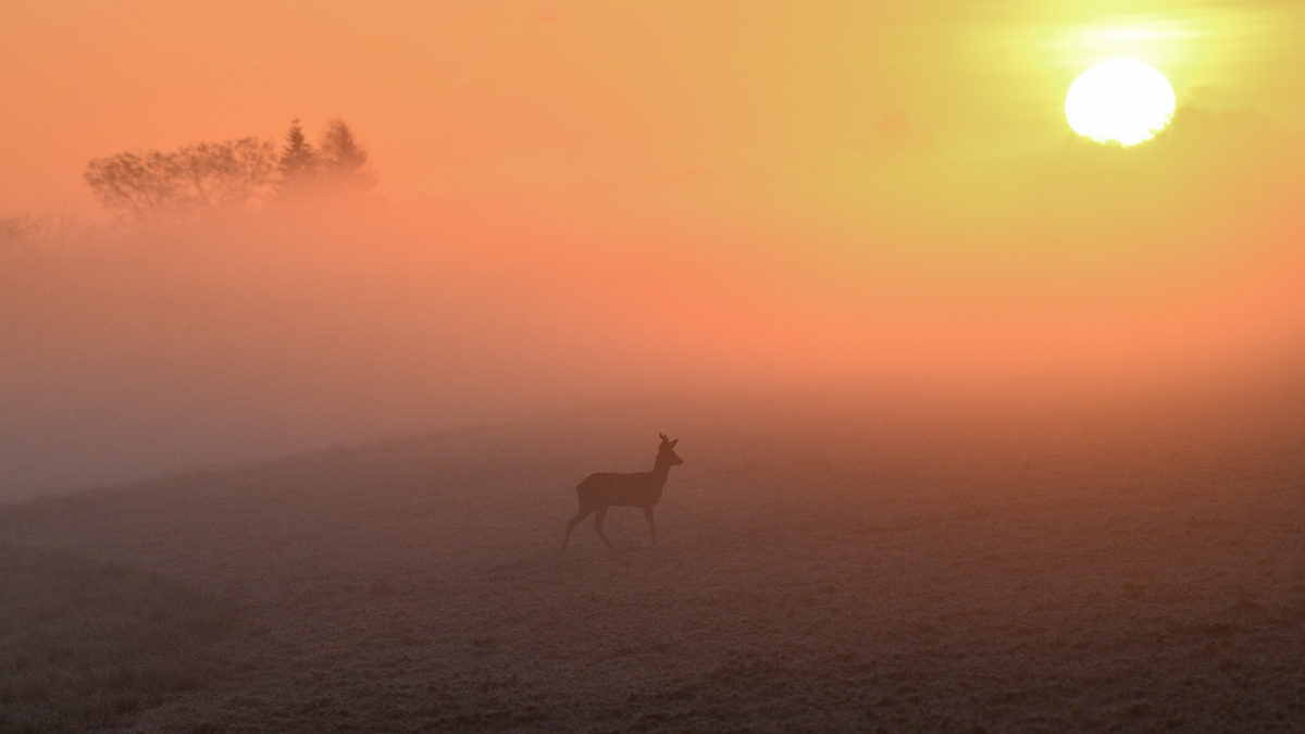 WKZ_0355_NF.JPG